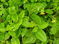 Parsonsia alboflavescens