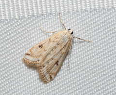 Parapoynx allionealis