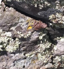 Hyla wrightorum