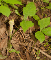 Arisaema stewardsonii
