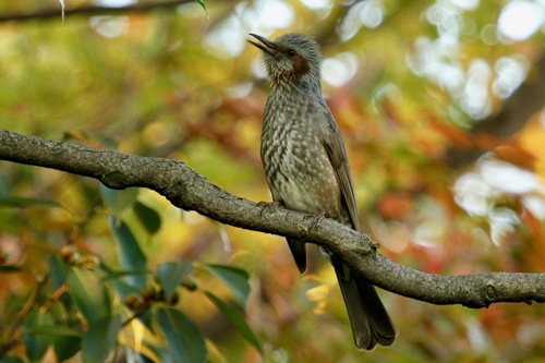Brown-eared Bulbul, photo 7 of 7