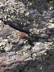 Hyla wrightorum