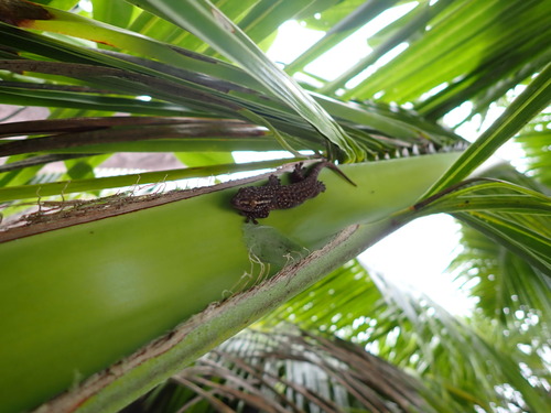 Dwarf Bronze Gecko, Ailuronyx tachyscopaeus