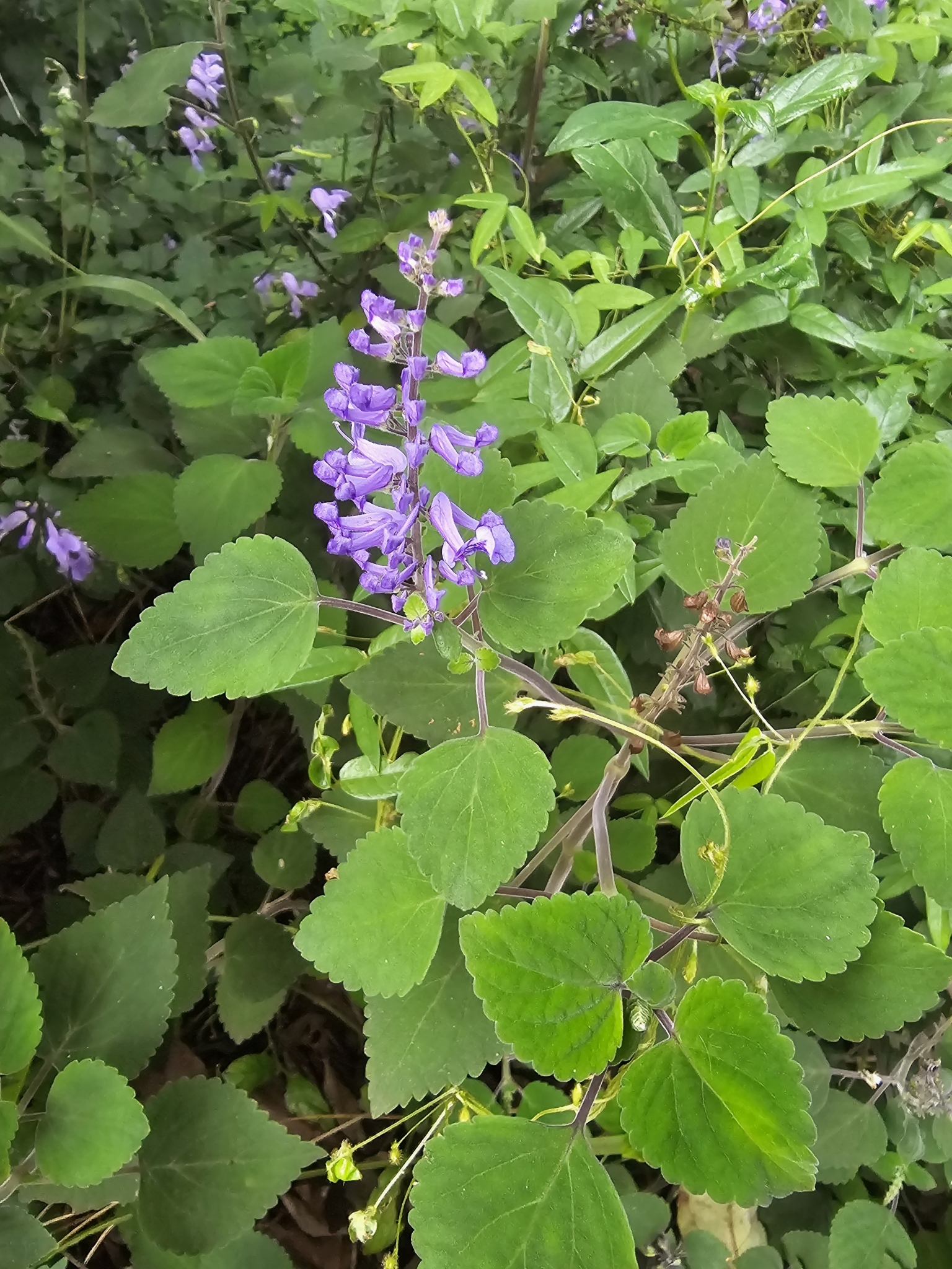 Imagem de Lavanda-do-zulu