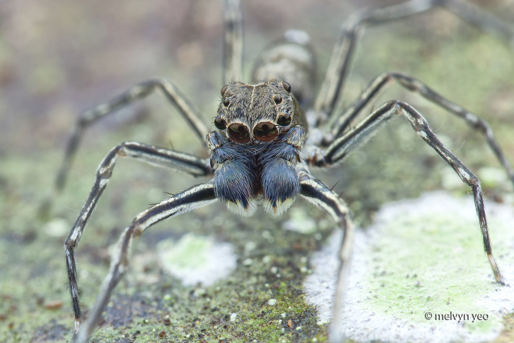 Spartaeus spinimanus
