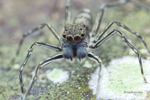 Spartaeus spinimanus (Thorell, 1878)