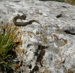 Vipera ursinii