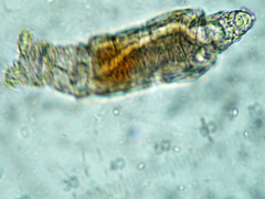 Macrotrachela decora