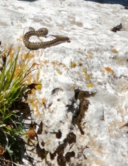 Vipera ursinii