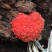 Red Raspberry Slime Mold - Photo (c) Jennifer Linde, some rights reserved (CC BY-NC), uploaded by Jennifer Linde