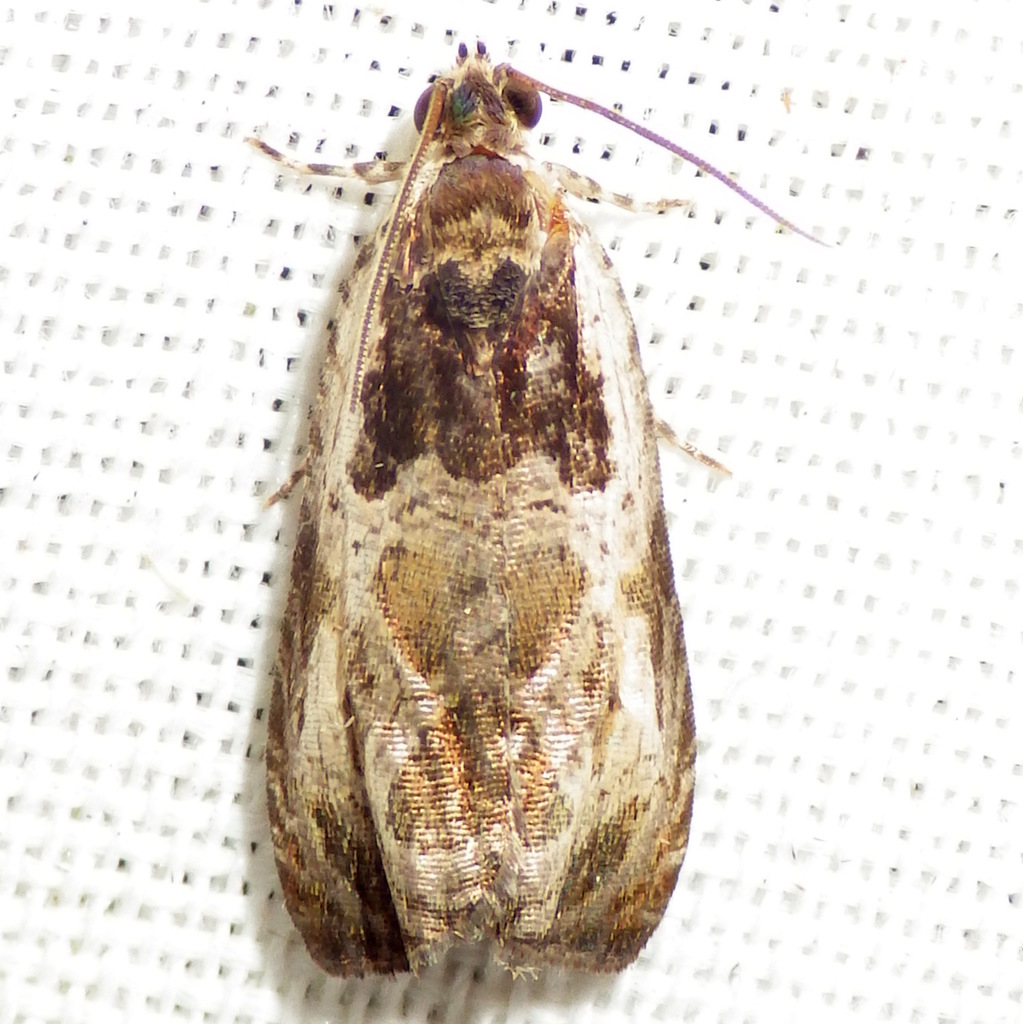 Olethreutes exaeresimum