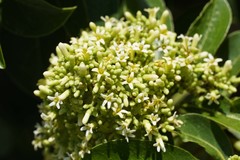 Pittosporum pentandrum