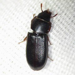 Tenebroides sonorensis