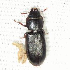 Tenebroides sonorensis