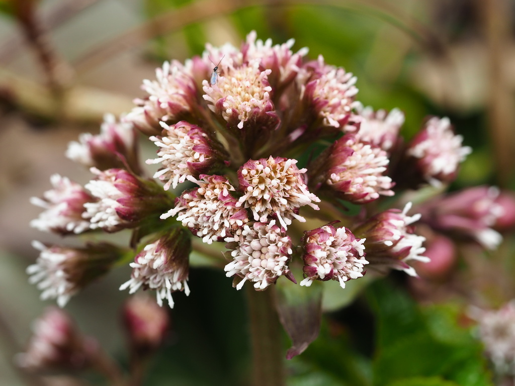 Petasites formosanus