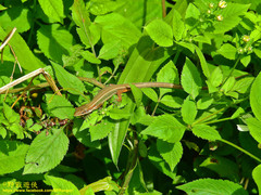 Takydromus viridipunctatus