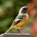 Daurian Redstart - Photo (c) Bird Explorers, some rights reserved (CC BY-NC), uploaded by Bird Explorers