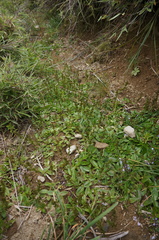 Veronica morrisonicola