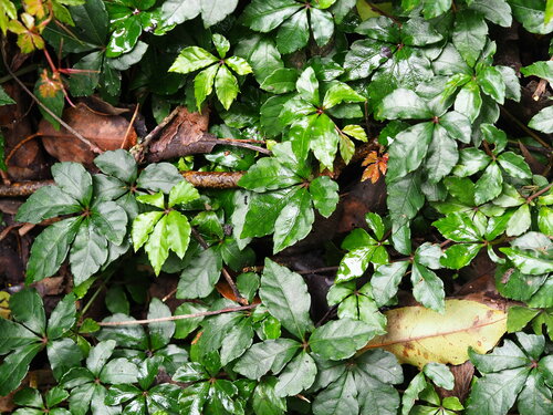 Image of Tetrastigma obtectum by no rights reserved