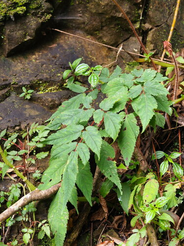 Astilbe longicarpa (Astilbe longicarpa)