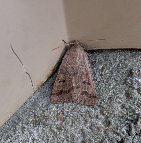 Common Oak Moth photo 3