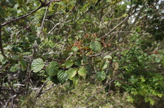 Viburnum betulifolium