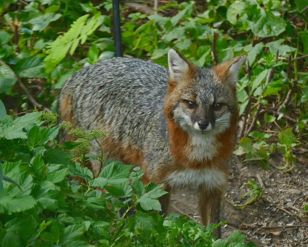 Gray Fox from Saxtons River, Town of Rockingham, VT, USA on July 07