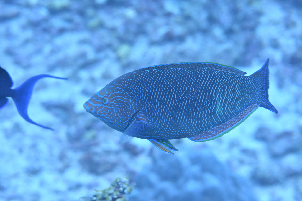 Geographic wrasse (Anampses geographicus) — Labridae