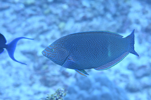 Geografische lipvis (Anampses geographicus) — Labridae
