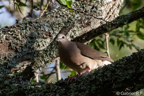 Yungas Dove (Leptotila megalura)
