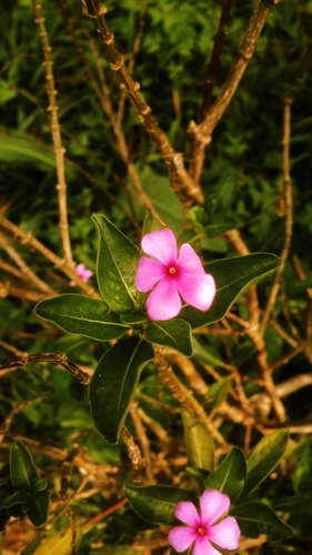 Madagascar Periwinkle