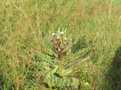 Cirsium acaule esculentum