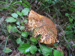 Rugiboletus extremiorientalis