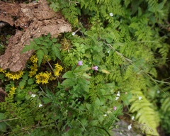 Epilobium hohuanense