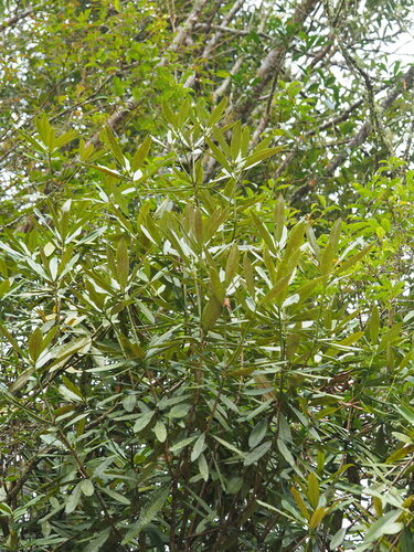 Image of Rhododendron formosanum by no rights reserved