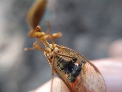 Mantispa