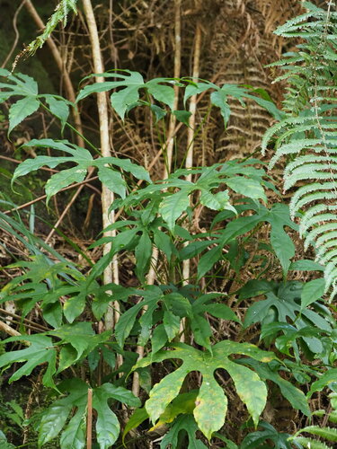 Image of Fatsia polycarpa by no rights reserved