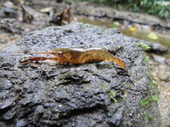 Macrobrachium iheringi