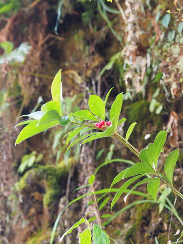 Image of Skimmia japonica by no rights reserved