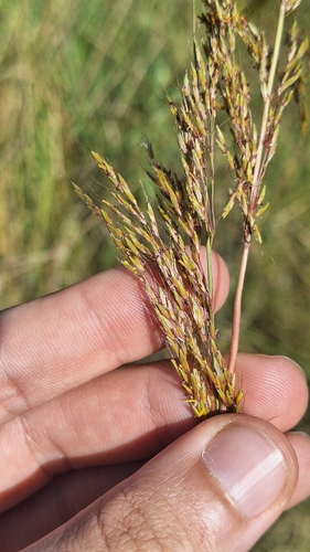 sandysoil indiangrass (Sorghastrum setosum)