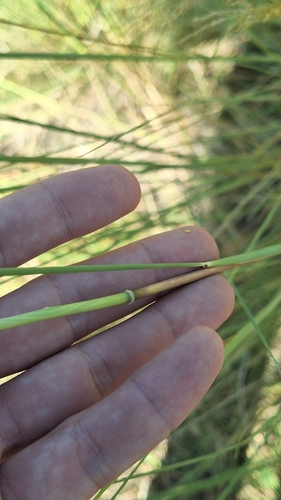 Image of Sorghastrum setosum by (c) Gonzalo Roget, some rights reserved (CC BY)