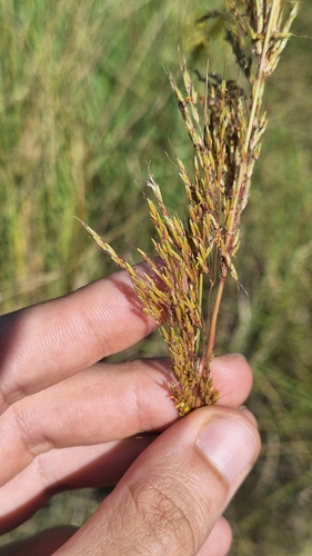 Image of Sorghastrum setosum by (c) Gonzalo Roget, some rights reserved (CC BY)