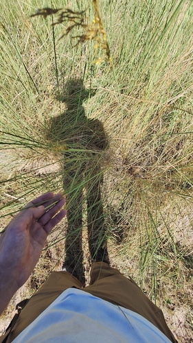 Image of Sorghastrum setosum by (c) Gonzalo Roget, some rights reserved (CC BY)