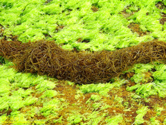 Sargassum horneri