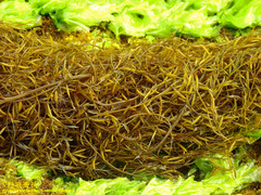 Sargassum horneri