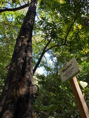 Pouteria campechiana