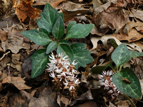 Allegheny spurge