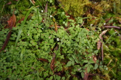 Cerastium subpilosum