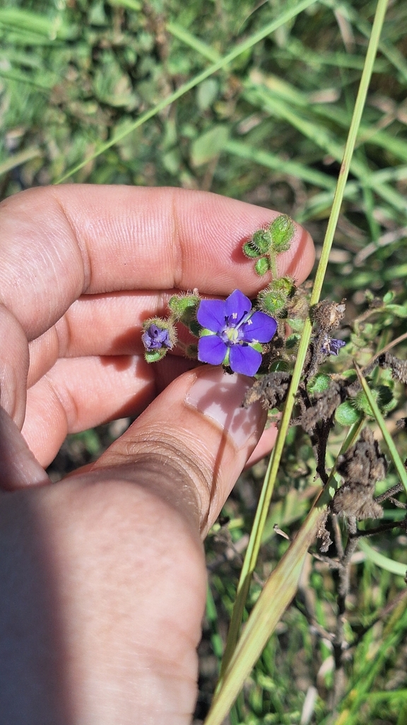 Hydrolea elatior (Hydrolea elatior)