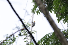 Melanerpes aurifrons